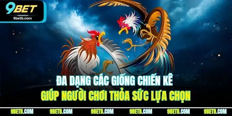 Đá Gà Thái Lan - Trải Nghiệm Cược Đầy Kịch Tính Tại 9BET - xavin.bet