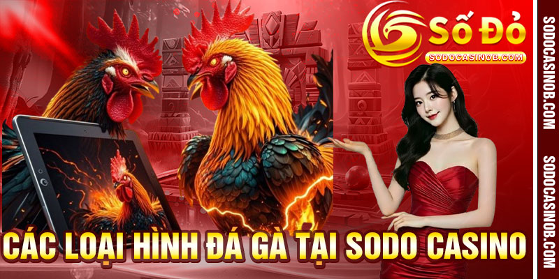 Đá Gà Sodo Casino 2026 - Sân Chơi Trực Tuyến Uy Tín Nhất - xavin.bet
