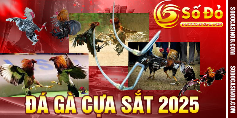 ĐÁ GÀ - sodocasino - xavin.bet