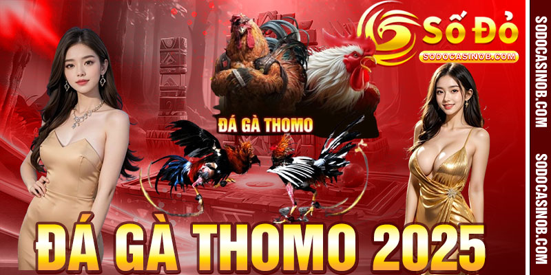 Đá Gà Thomo 2026- Kiến Thức, Kinh Nghiệm Và Trải Nghiệm... - xavin.bet