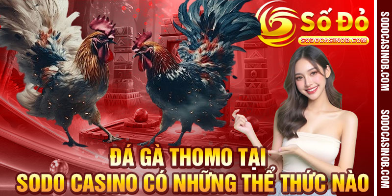 Đá Gà Thomo 2026- Kiến Thức, Kinh Nghiệm Và Trải Nghiệm... - xavin.bet