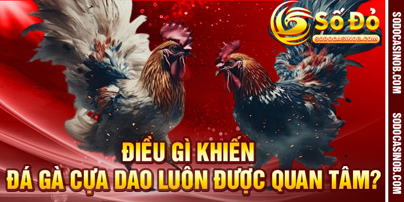 Đá Gà Cựa Dao Sodo Casino 2026 – Kịch Tính Đến Từng Giây - xavin.bet