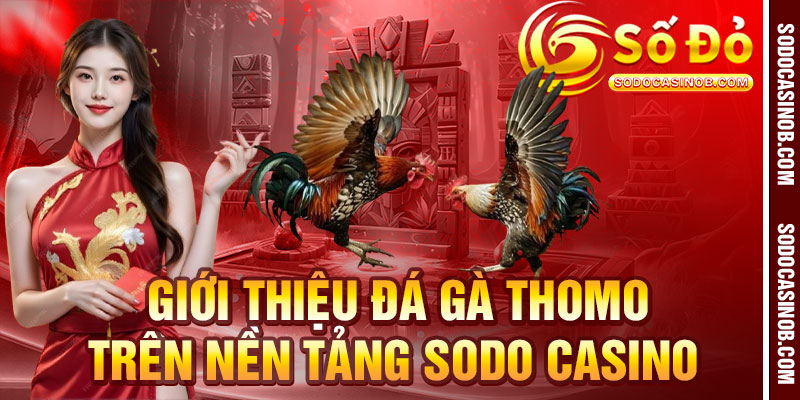 Đá Gà Thomo 2026- Kiến Thức, Kinh Nghiệm Và Trải Nghiệm... - xavin.bet