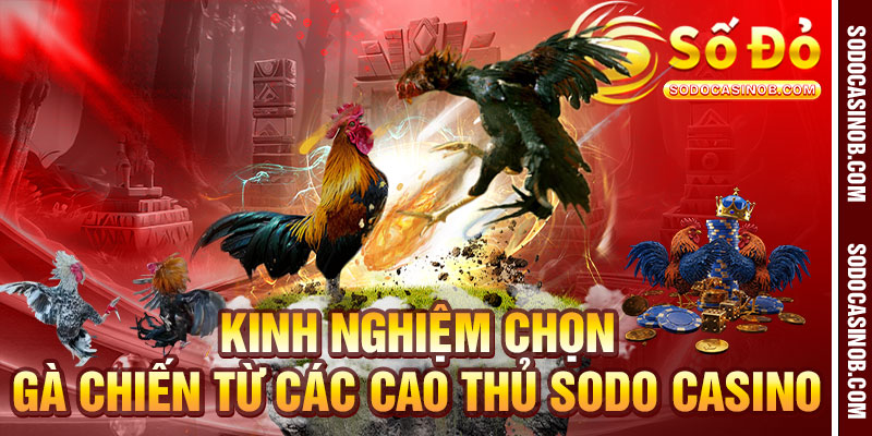 Đá Gà Thomo 2026- Kiến Thức, Kinh Nghiệm Và Trải Nghiệm... - xavin.bet