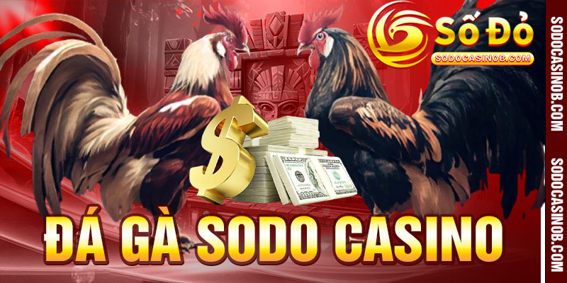 ĐÁ GÀ - sodocasino - xavin.bet